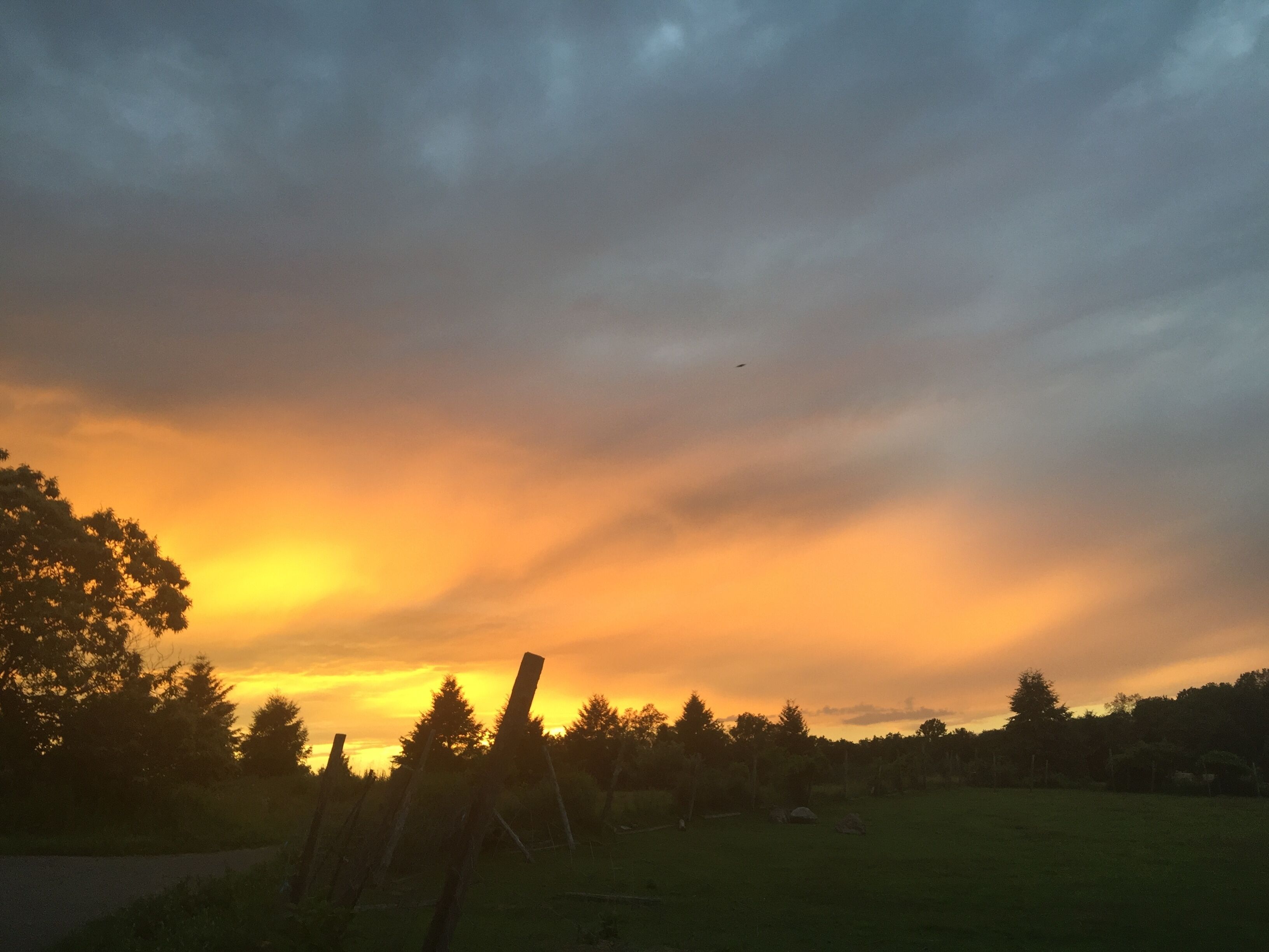 Un coucher de soleil sur un champ herbeux, avec des arbres et une clôture.