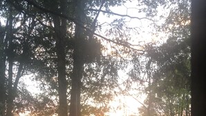 A forested area with a body of water and trees. - Secluded Cabin Nestled In The Trees Overlooking Fishing & Canoe Pond (Burlington Flats)
