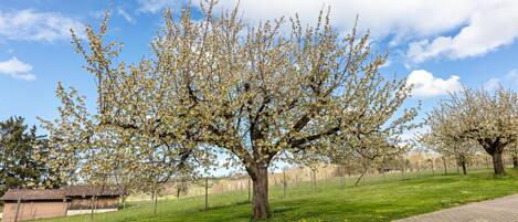 Un sendero bordeado de árboles con pavimento de ladrillo, un campo cubierto de césped y un edificio al fondo.