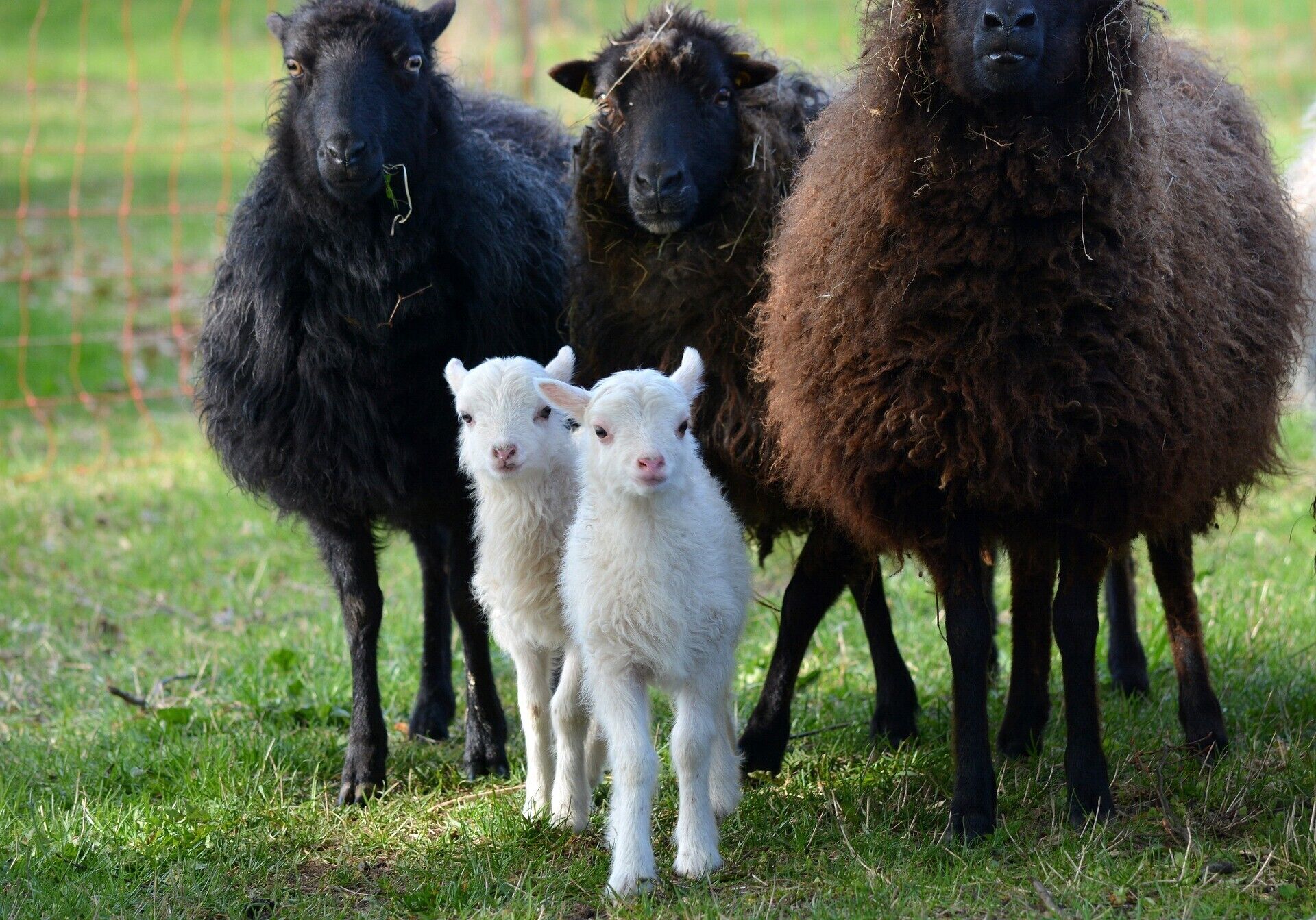 A group of sheep in a grassy field.