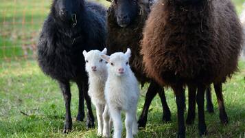 A group of sheep in a grassy field.