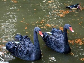 Two black swans with red beaks swimming in a body of water.