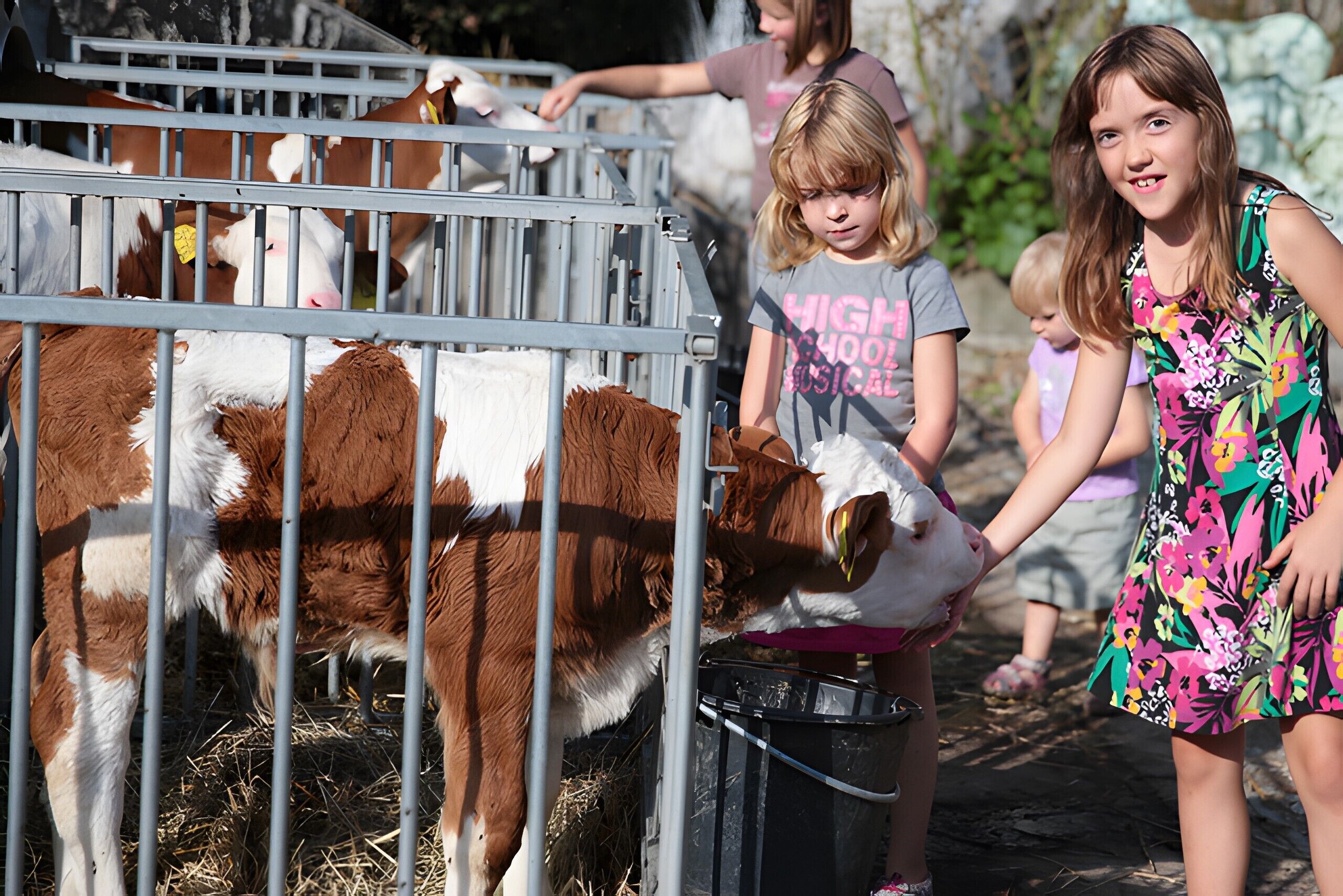 A group of children interacting with cows through a metal fence at a farm.