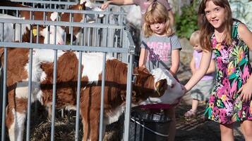 A group of children interacting with cows through a metal fence at a farm.