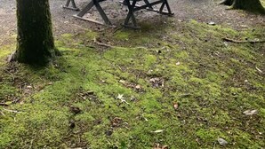 Une table de pique-nique avec des chaises, située dans une zone boisée.