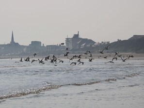 Cottage | Miscellaneous - Apt 9 @ Hunter's Quay (Bridlington)