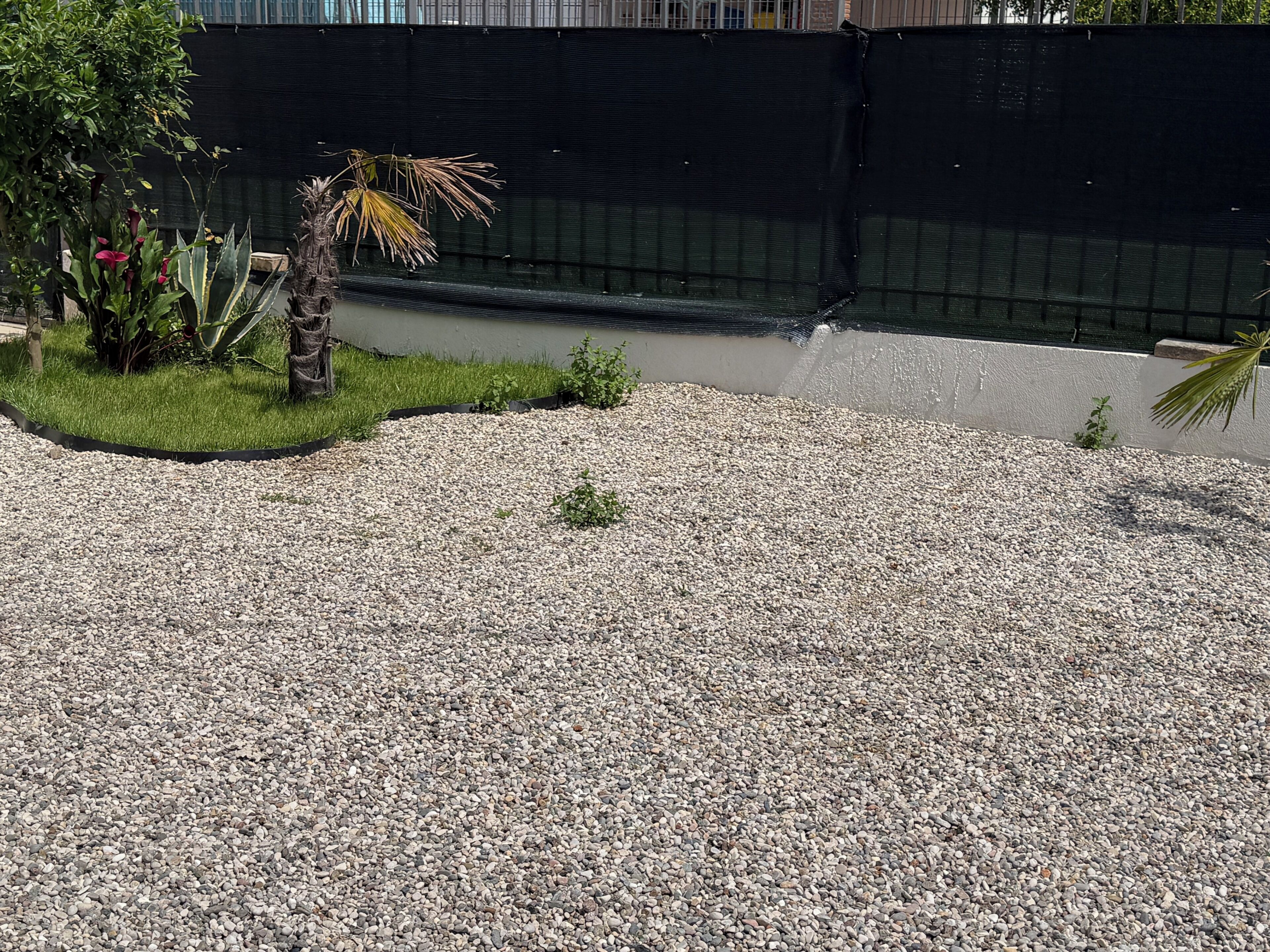 Un espace paysager aménagé en jardin, avec du gravier, de petites plantes et un palmier.