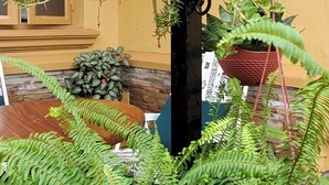 Hanging planters with green plants and ferns in a wooden interior setting. - Orchid Gardens; Studio Apartment, minimalist (Kampala)