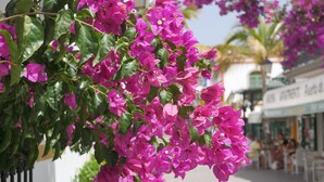 A street with bougainvillea flowers and a white building with a sign.