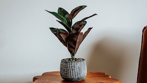 A small wooden table with a textured pot containing a plant, accompanied by two leather chairs. - Grey Pine Lodge | King Deluxe | BEST Location & Amenities! (Waynesboro)
