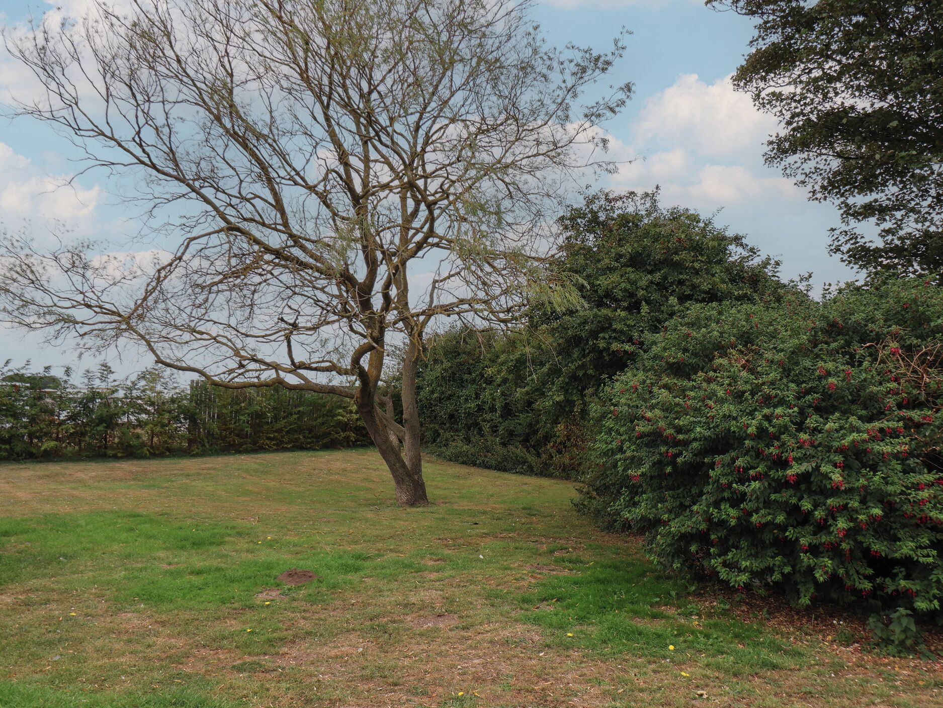 Un árbol en una zona con césped, arbustos densos y un seto al fondo.