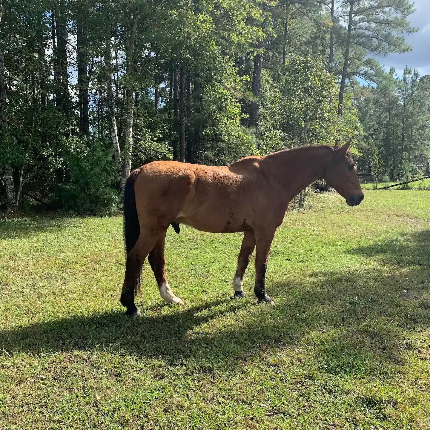A horse standing in a grassy field with trees in the background.