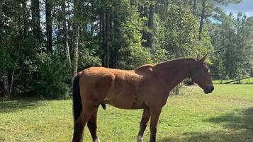 A horse standing in a grassy field with trees in the background.