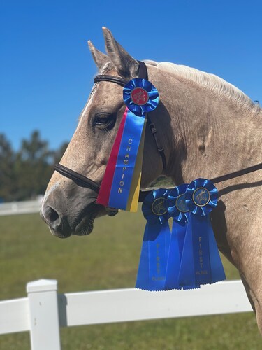Private Loft at a Working Show Barn ~ Pets Welcome!