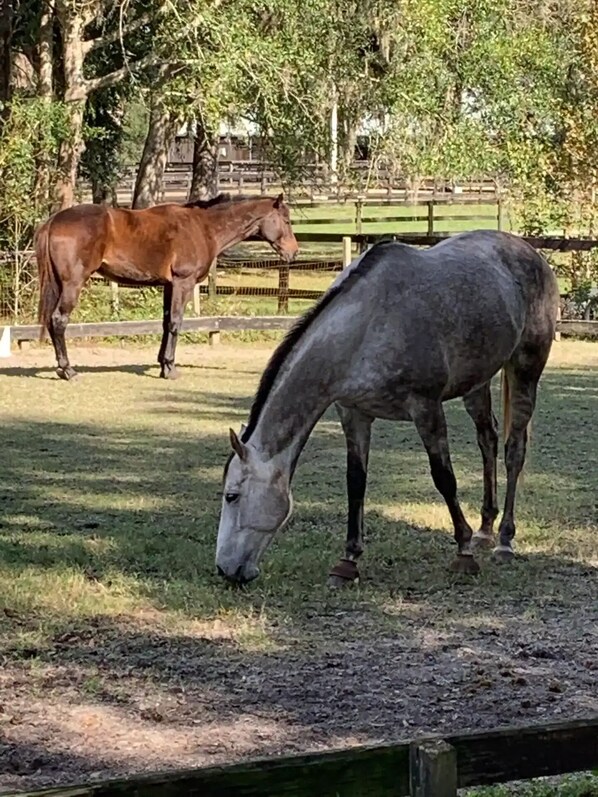 A stable with two horses grazing. - Private Loft at a Working Show Barn ~ Pets Welcome! (Middleburg)