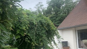 Une maison avec un patio carrelé, une petite table en bois et un grand arbre dans le jardin.