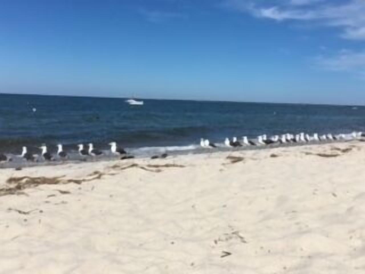 Beach Cottage on Cape Cod Bay in Brewster! Walking Distance to Sea Pines Private Association beach!