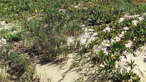 A coastal landscape with dunes and sparse vegetation. - Apartamento Moderno y Confortable con Piscina Comunitaria (Verger)