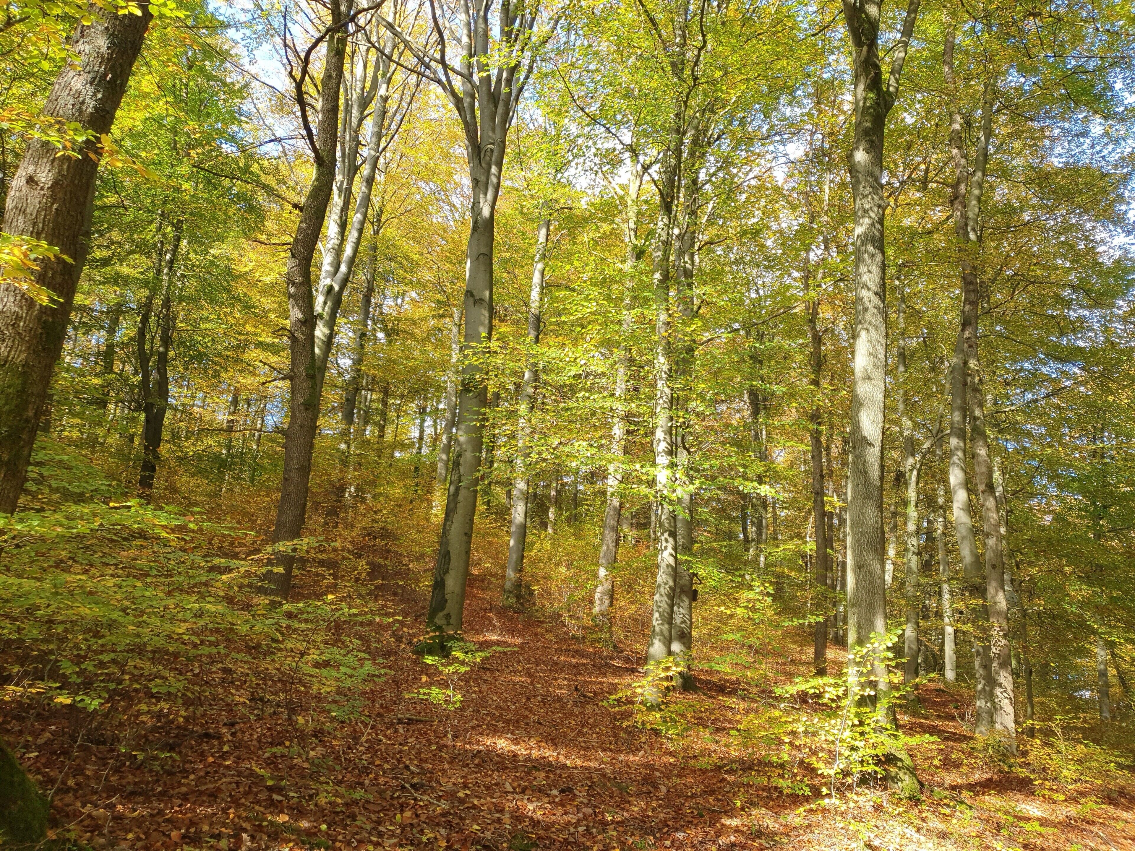 Ett skogsområde med höga träd och en mark täckt av fallna löv.