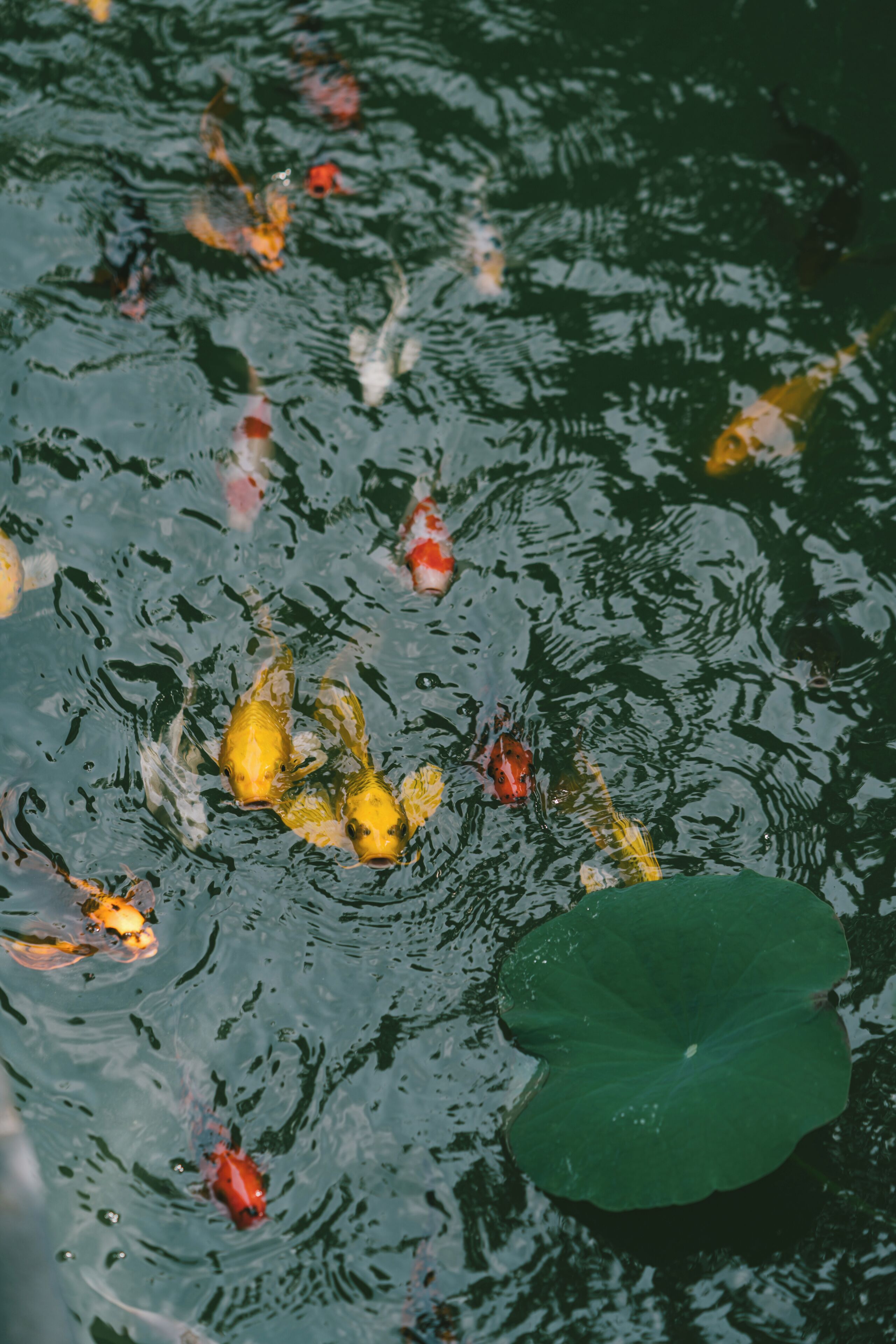 Foto - Sứ Retreat Hoi An - Riverfront Resort