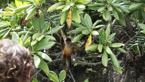 A monkey hanging from a tree branch amidst dense foliage.