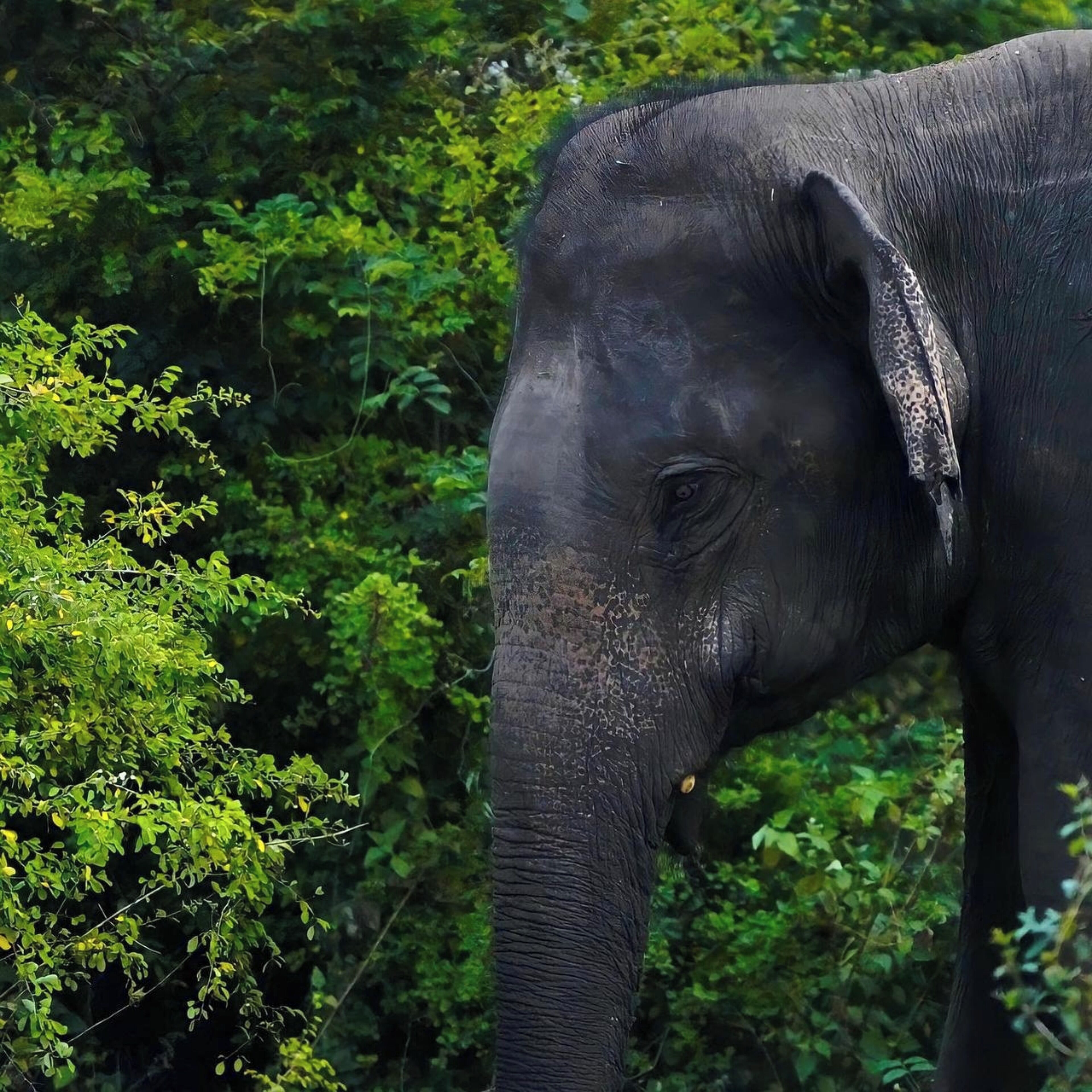 Um elefante numa floresta verde densa.