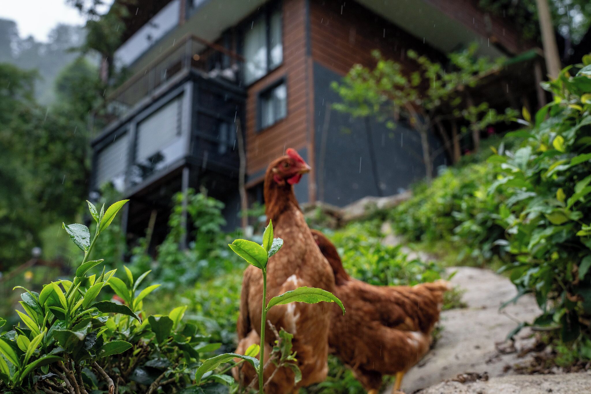Un pollo caminando por un sendero con vegetación y un edificio al fondo.