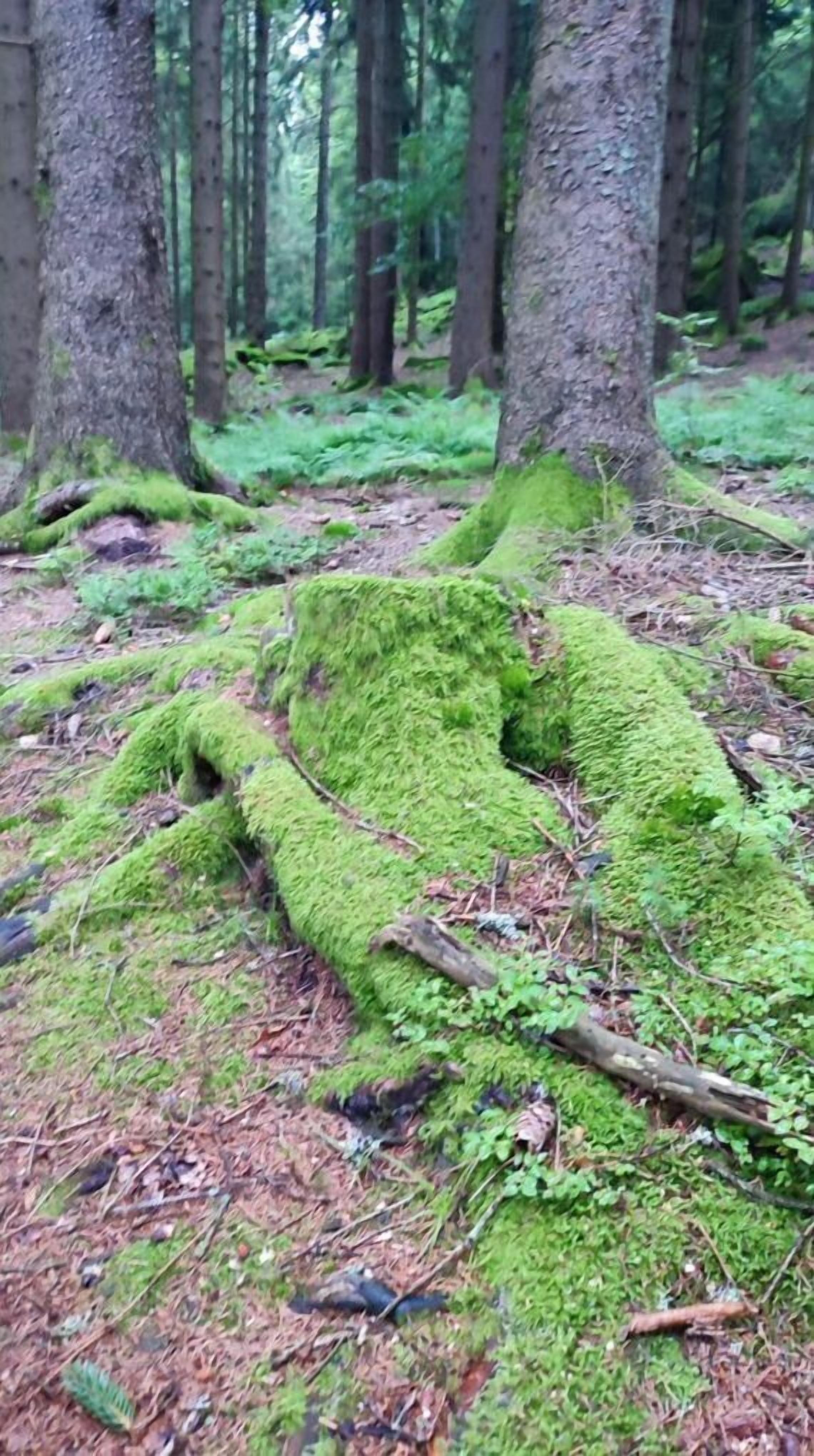 Un suelo de bosque cubierto de musgo con troncos y árboles al fondo.
