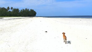 A beach with a dog walking on the sand, trees in the background, and a clear blue sky. - sagandobungalows (Michamvi)