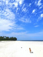 Una playa con un perro caminando sobre la arena, árboles al fondo y un cielo azul despejado.