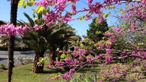 Un jardín con árboles de flores rosadas, palmeras y un cielo azul despejado.