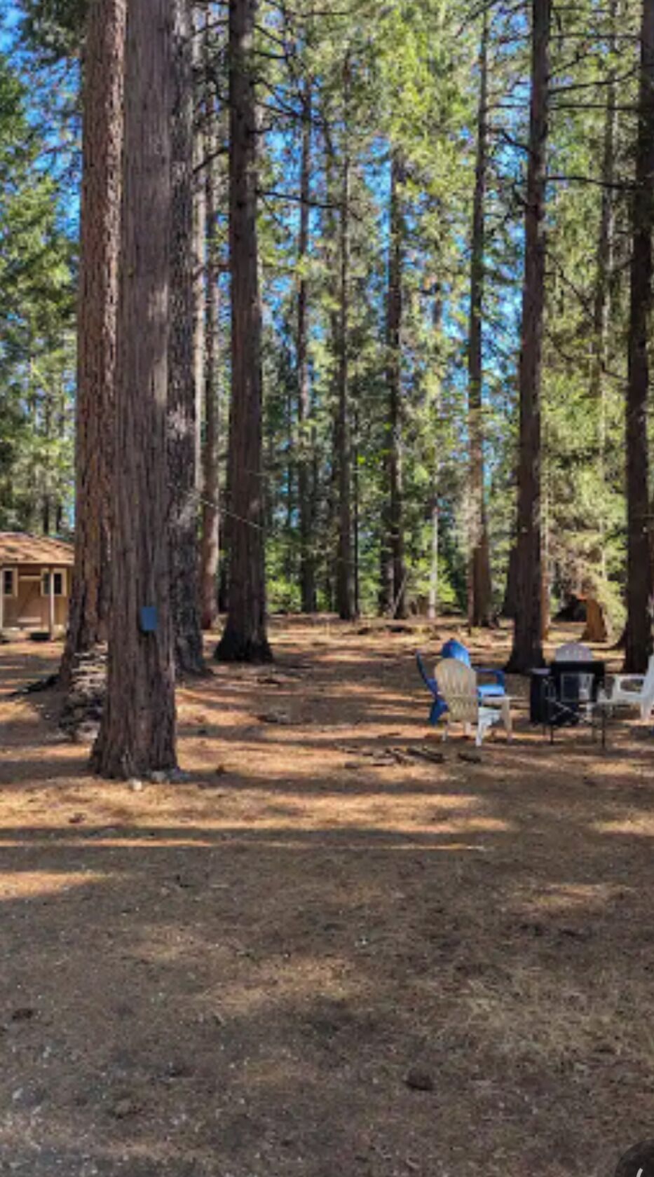 A forested campsite with tall trees, a blue chair, and a small table.