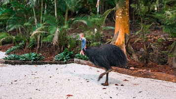 An ostrich walking on a gravel path surrounded by dense greenery and trees.