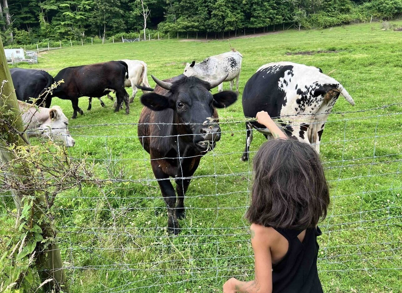 A grassy field with cows and a person in the foreground.