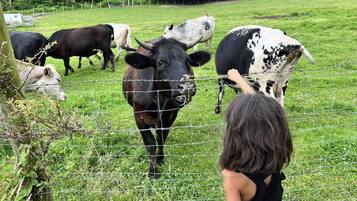 A grassy field with cows and a person in the foreground.