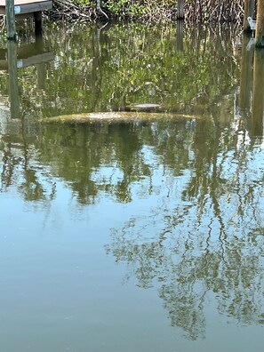 Unclassified image, 4 of 26, button - Palm Island Getaway - Deep Water Canal - 2 King Suites - Walk to Beach (Placida)