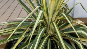 A potted plant with variegated leaves on a wooden deck. - Old Town Oasis - the perfect 30 day stay (Fort Collins)
