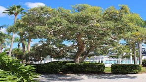 Property grounds - Lakefront Siesta Key condo with beach access - GBB 1313 (Sarasota)