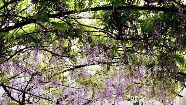 An outdoor seating area with a pergola covered in wisteria, surrounded by greenery.
