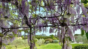 A garden with purple wisteria vines, a pergola, and a lawn.