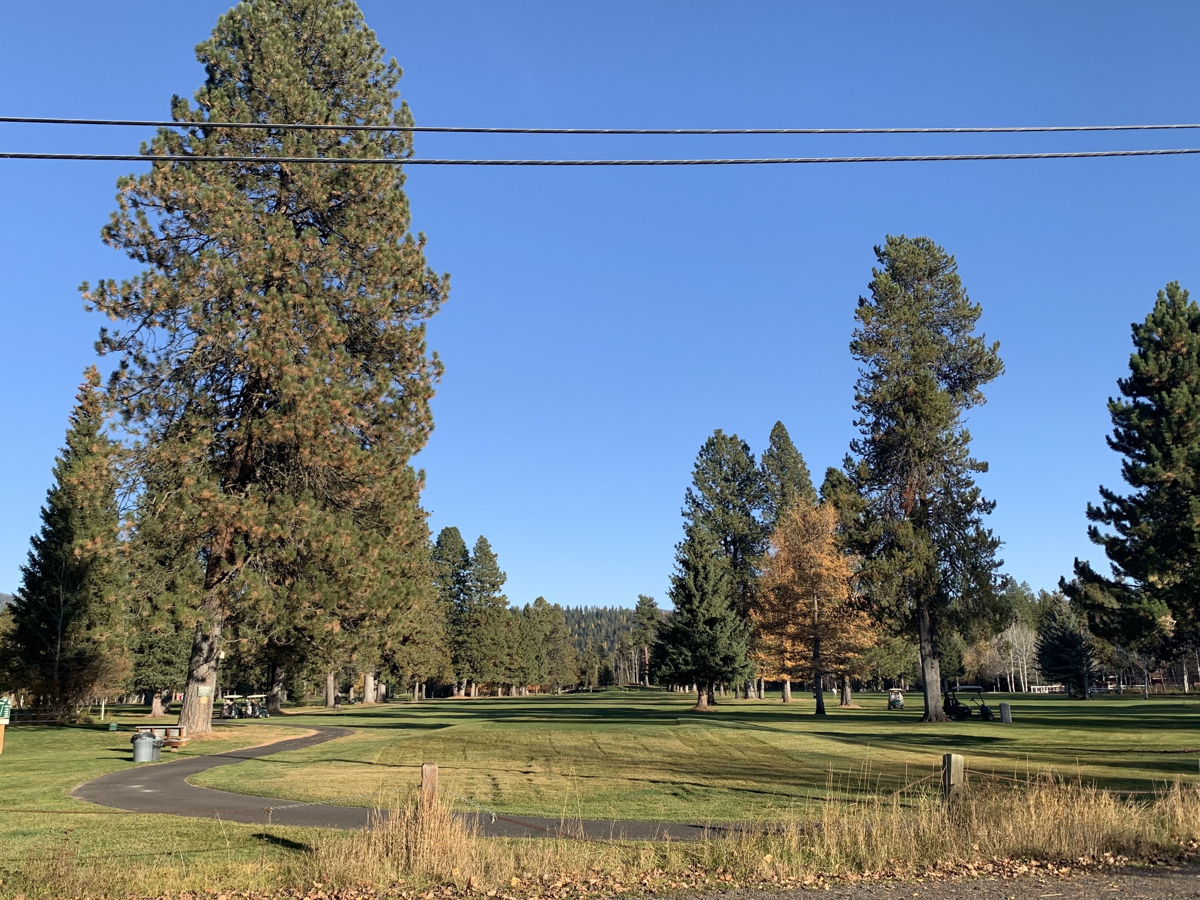 A golf course with a clear sky, tall trees, and a well-maintained lawn.