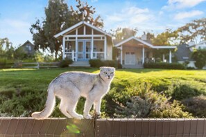 Una casa con patio cercado y un gato en la cerca.