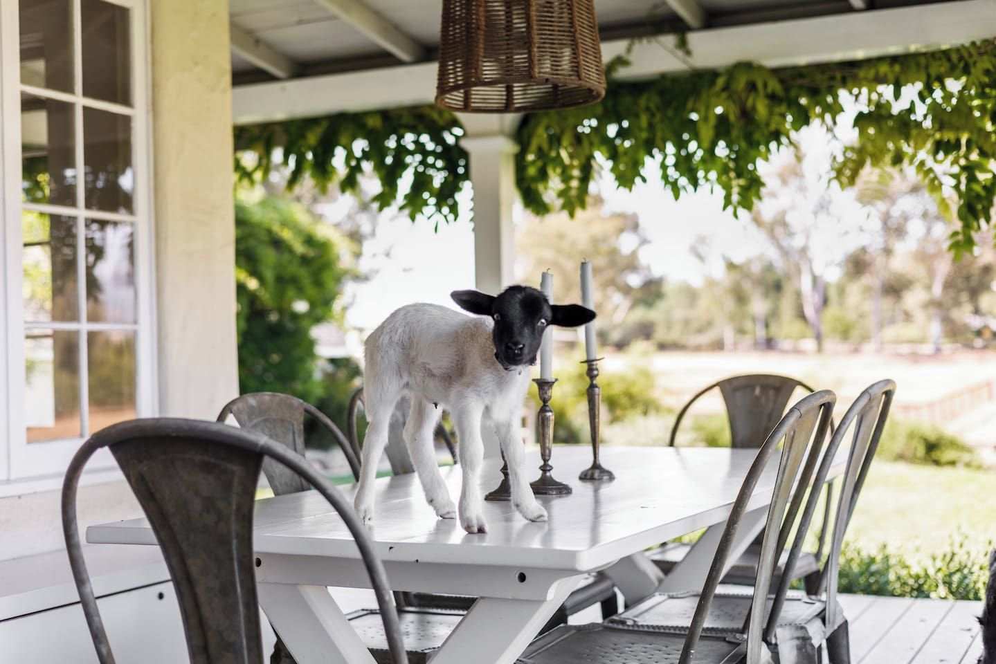 A lamb standing on a table in a covered outdoor area with chairs and candles.