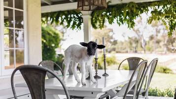 A lamb standing on a table in a covered outdoor area with chairs and candles.