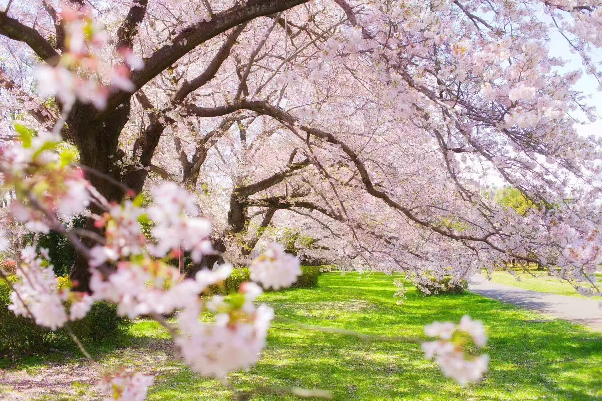A park with cherry blossoms and a pathway.