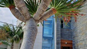 A palm tree with red flowers and a bird of paradise flower in an outdoor area with a modern building in the background. - Hotel Boutique Aroma de Mar (Chiclana de la Frontera)