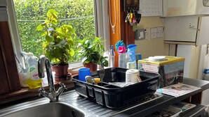 A kitchen with a sink, a washing machine, and potted plants.