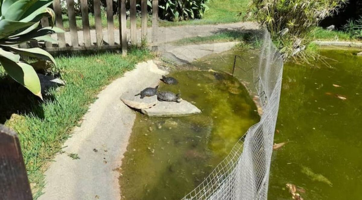 A pond with turtles, a wooden fence, and a concrete path.