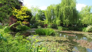 A serene pond surrounded by lush greenery and trees.