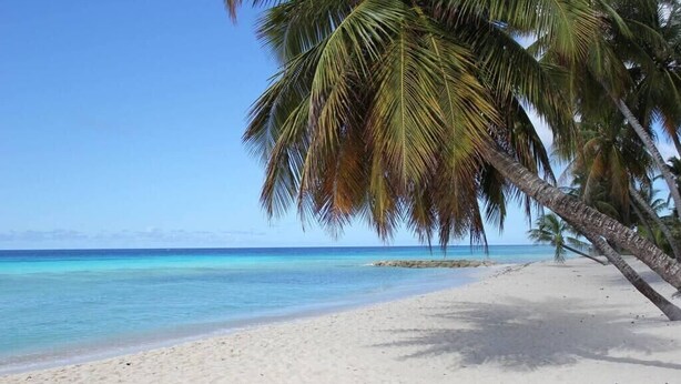 Een strand met helder turquoise water, een zandstrand en palmbomen.